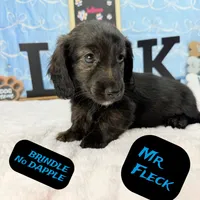 Mr FLECK NO DAPPLE 💙, a male Miniature Dachshund for sale in Arapahoe, CO – Photo 1 of 6