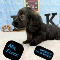 Mr FLECK NO DAPPLE 💙, a male Miniature Dachshund for sale in Arapahoe, CO – Photo 3 of 6
