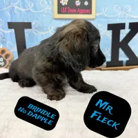 Mr FLECK NO DAPPLE 💙, a male Miniature Dachshund for sale in Arapahoe, CO – Photo 6 of 6