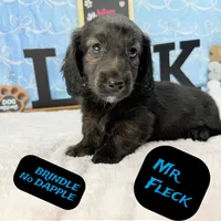 Mr FLECK NO DAPPLE 💙, a male Miniature Dachshund for sale in Arapahoe, CO – Photo 2 of 6