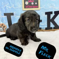 Mr FLECK NO DAPPLE 💙, a male Miniature Dachshund for sale in Arapahoe, CO – Photo 5 of 6