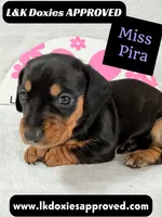 Miss Pira SH text 785-821-1920, a female Miniature Dachshund for sale in Arapahoe, CO – 7 of 10