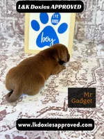 Mr Gadget SH , a male Miniature Dachshund for sale in Arapahoe, CO – 2 of 10