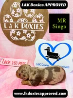Mr Singo , a female Miniature Dachshund for sale in Arapahoe, CO – 6 of 10