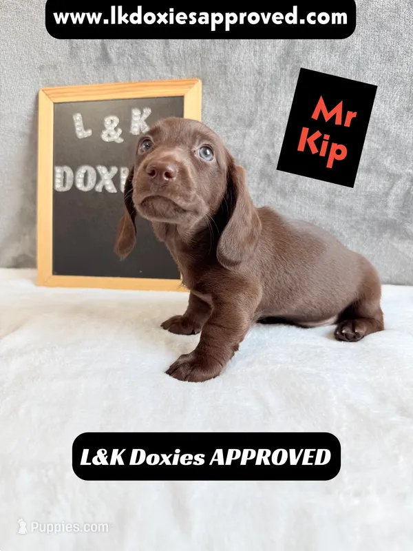 Mr. Kip 785-821-1920 SH – Miniature Dachshund puppy for sale in Arapahoe, CO