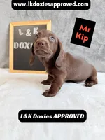 Mr. Kip 785-821-1920 SH, a male Miniature Dachshund for sale in Arapahoe, CO – 1 of 10