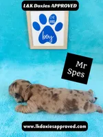 Mr Specs 785-821-1920 LH , a male Miniature Dachshund for sale in Arapahoe, CO – 6 of 10
