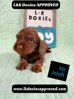 Mr Jollof 795-821-1920 LH, a male Miniature Dachshund for sale in Arapahoe, CO – 3 of 10