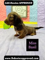 Miss Basil, a female Miniature Dachshund for sale in Arapahoe, CO – 7 of 10