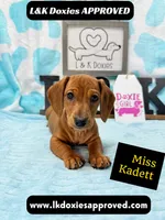 Miss Kadett 785-821-1920, a female Miniature Dachshund for sale in Arapahoe, CO – 4 of 10
