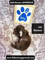 Mr Gomez SH , a male Miniature Dachshund for sale in Arapahoe, CO – 6 of 10