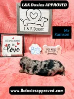 Mr Samson, a male Miniature Dachshund for sale in Arapahoe, CO – 10 of 10