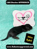 Miss Sybil 785-821-1920, a female Miniature Dachshund for sale in Arapahoe, CO – 2 of 10