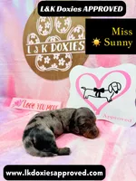 Miss Sunny ☀️ Dapple, a female Miniature Dachshund for sale in Arapahoe, CO – 3 of 10