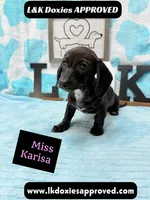 Miss Karissa, a female Miniature Dachshund for sale in Arapahoe, CO – 4 of 10