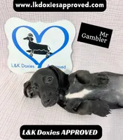 Mr Gambler SH ❤️, a male Miniature Dachshund for sale in Arapahoe, CO – 8 of 10