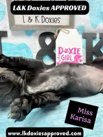 Miss Karissa, a female Miniature Dachshund for sale in Arapahoe, CO – 8 of 10