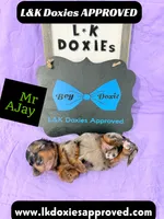 Mr AJay 785-821-1920, a male Miniature Dachshund for sale in Arapahoe, CO – 9 of 10