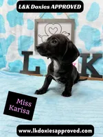 Miss Karissa, a female Miniature Dachshund for sale in Arapahoe, CO – 2 of 10