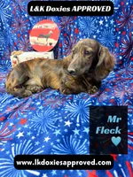 Mr FLECK NO DAPPLE 💙, a male Miniature Dachshund for sale in Arapahoe, CO – 5 of 10