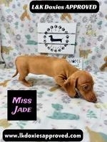 Miss Jade Dapple 🩷, a female Miniature Dachshund for sale in Arapahoe, CO – 4 of 8