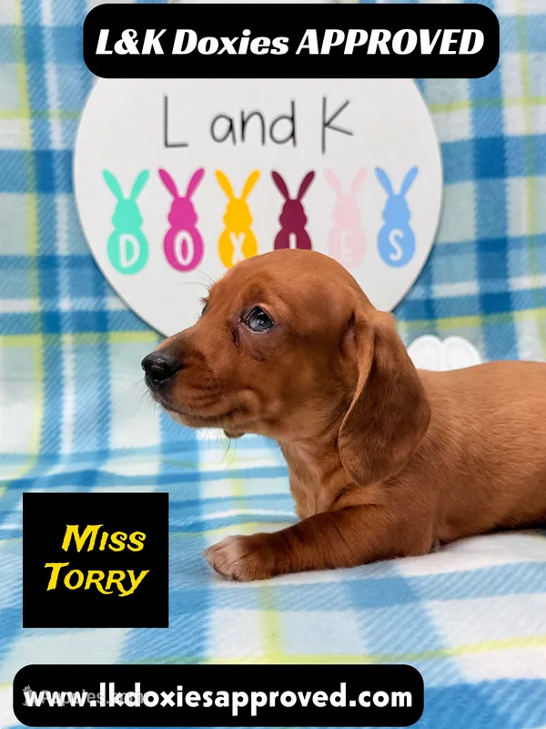 Miss Torry – Miniature Dachshund puppy for sale in Arapahoe, CO