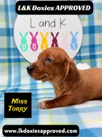 Miss Torry, a female Miniature Dachshund for sale in Arapahoe, CO – 1 of 10