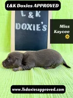 Miss Kaycee 785-821-1920, a female Miniature Dachshund for sale in Arapahoe, CO – 4 of 10