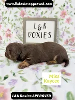 Miss Kaycee 785-821-1920, a female Miniature Dachshund for sale in Arapahoe, CO – 5 of 10