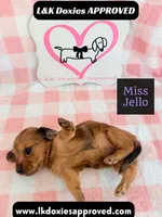 Miss Jello, a female Miniature Dachshund for sale in Arapahoe, CO – 5 of 10