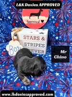 Mr Chino, a male Miniature Dachshund for sale in Arapahoe, CO – 5 of 8