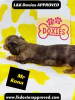 Mr Kona LH  785-821-1920, a female Miniature Dachshund for sale in Arapahoe, CO – 7 of 10
