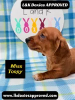 Miss Torry, a female Miniature Dachshund for sale in Arapahoe, CO – 8 of 10