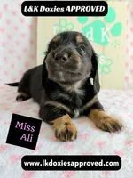 Miss Ali 785-821-1920, a female Miniature Dachshund for sale in Arapahoe, CO – 5 of 9