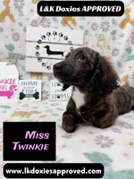 Miss Twinkie, a female Miniature Dachshund for sale in Arapahoe, CO – 9 of 10