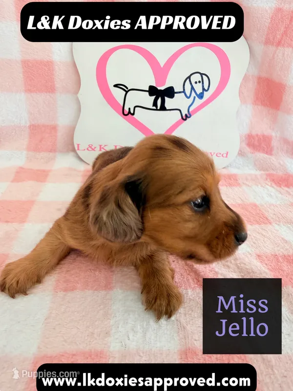 Miss Jello – Miniature Dachshund puppy for sale in Arapahoe, CO