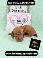 Miss Jaffa 785-821-1920 SH, a female Miniature Dachshund for sale in Arapahoe, CO – 4 of 10
