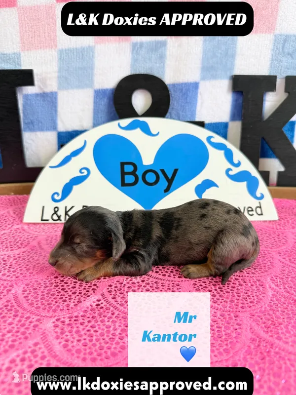 Mr Kantor 785-821-1920 – Miniature Dachshund puppy for sale in Arapahoe, CO