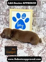 Mr Gadget SH , a male Miniature Dachshund for sale in Arapahoe, CO – 5 of 10