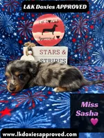 Miss Sasha , a female Miniature Dachshund for sale in Arapahoe, CO – 3 of 10