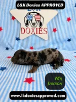 Mr Jaxson, a male Miniature Dachshund for sale in Arapahoe, CO – 4 of 10