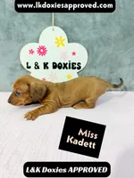 Miss Kadett 785-821-1920, a female Miniature Dachshund for sale in Arapahoe, CO – 3 of 10