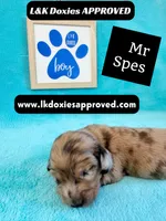 Mr Specs 785-821-1920 LH , a male Miniature Dachshund for sale in Arapahoe, CO – 8 of 10