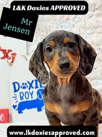 Mr Jenson 💙, a male Miniature Dachshund for sale in Arapahoe, CO – 2 of 10