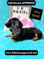 Miss Sybil 785-821-1920, a female Miniature Dachshund for sale in Arapahoe, CO – 9 of 10