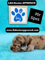 Mr Specs 785-821-1920 LH , a male Miniature Dachshund for sale in Arapahoe, CO – 3 of 10