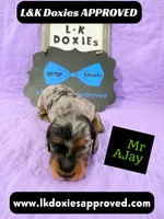 Mr AJay 785-821-1920, a male Miniature Dachshund for sale in Arapahoe, CO – 5 of 10