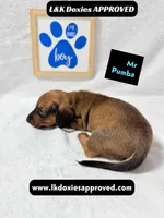 Mr Pumba 785-821-1920, a male Miniature Dachshund for sale in Arapahoe, CO – 4 of 10