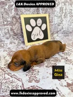 Miss Gina SH NO Dapple genes, a female Miniature Dachshund for sale in Arapahoe, CO – 10 of 10