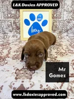 Mr Gomez SH , a male Miniature Dachshund for sale in Arapahoe, CO – 4 of 10
